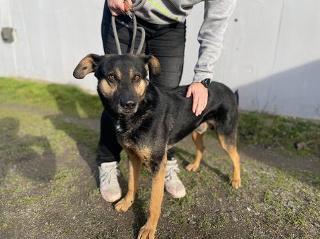 Szultán, négy éves, kan