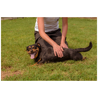 Picúr, 6 éves, kis testű, szuka #3