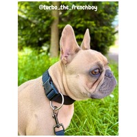 Trixie Premium kutyanyakörv #5