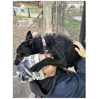 Lilien kutyus gazdit keres #5