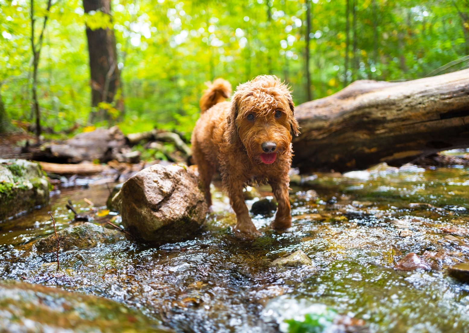 Goldendoodle a természetben