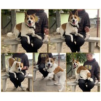 Foltos, 9 éves ivartalanított kan #6