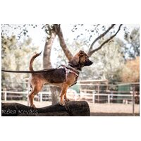 Mira, fél éves, szuka #4