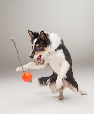 Liker narancssárga kötél labda kutyáknak