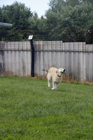 Sziszike, 8 éves, ivartalanított szuka kutyus