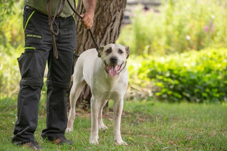 Honney, 10 éves, 65 cm magas szuka