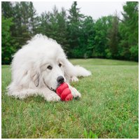 Kong Classic piros harang #2