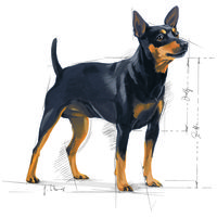 Royal Canin Mini Digestive Care - Száraz táp érzékeny emésztésű, kistestű felnőtt kutyák részére #10