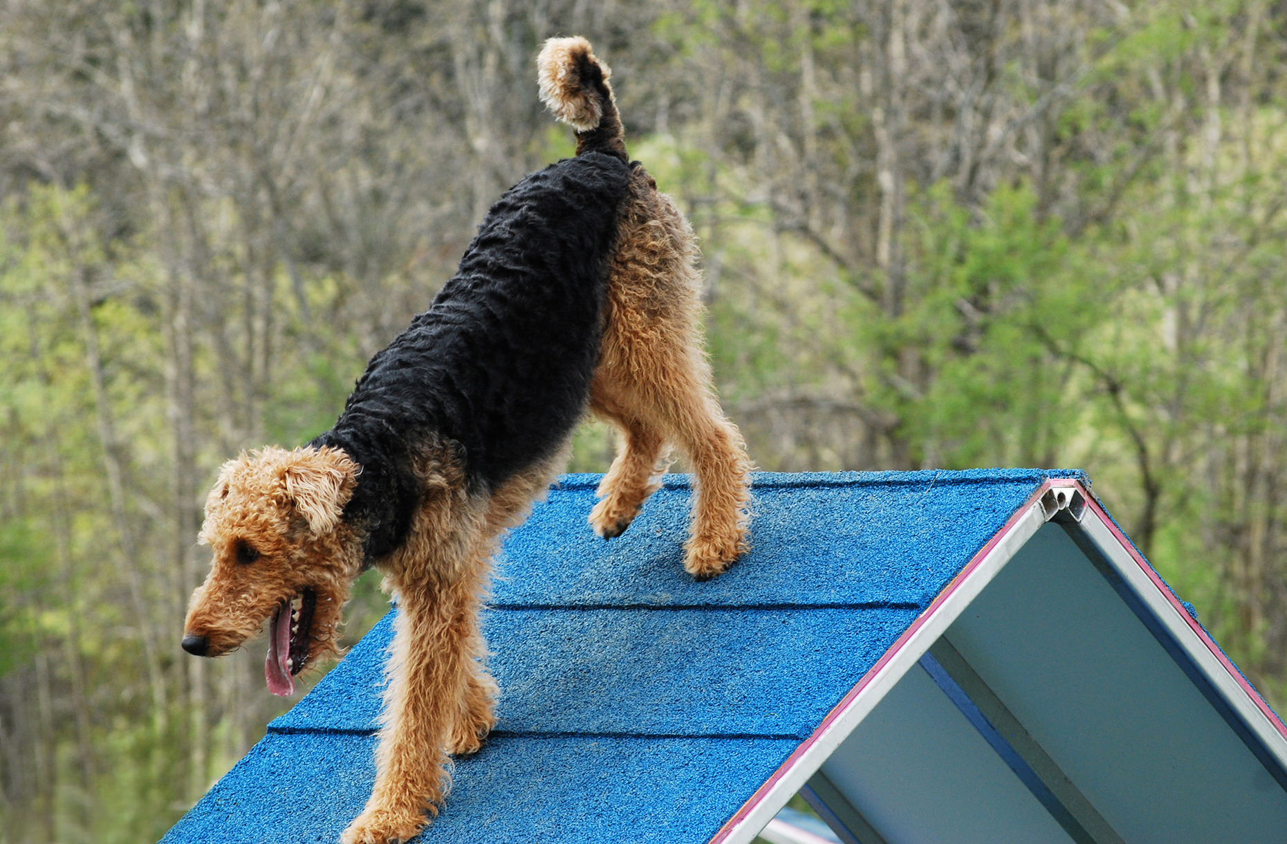 Airedale terrier agility