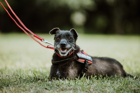 Sally, 7 éves, 34 cm magas, szuka