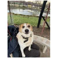 Foltos, 9 éves ivartalanított kan #3