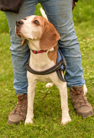 Nacho, 5 éves, beagle keverék, kan