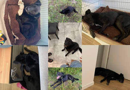 Ábel, 4 éves, 55 cm magas, kan