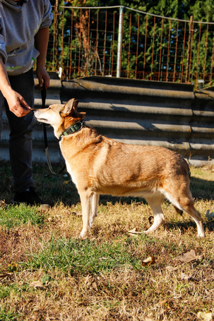 Poppy, 11 éves ivartalanított idős hölgy