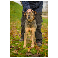 Pongó, 7 éves, kan #4