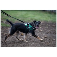 Hektor, kan kutyus gazdit keres #9