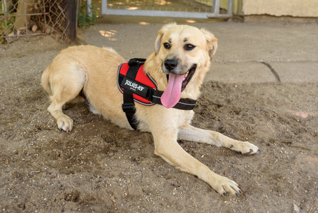 Mutyi, kilenc hónapos, kan