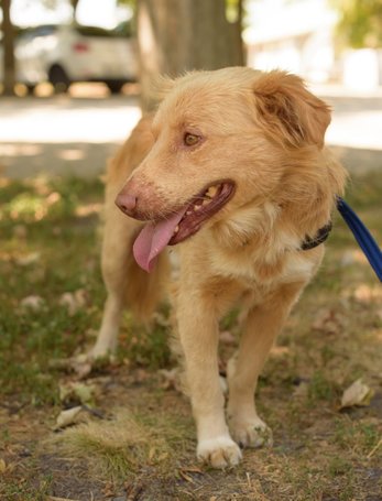 Wall-e, két éves, kan