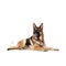 Royal Canin Maxi Ageing 8+ | Nagytestű idős kutya száraz táp