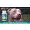 Noroflex ízületvédő, fájdalomcsökkentő rágótabletta kutyáknak | Táplálékkiegészítő készítmény