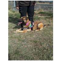 Kira, 3 éves, 61 cm magas, szuka #6