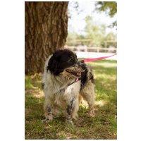 Pitypang, 3 éves, szuka #3