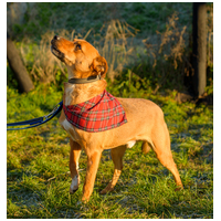 Csoma, 5 éves, 40 cm magas, ivartalanított kan #12