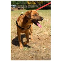 Plútó, hat hónapos, kan #2