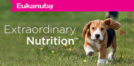 Tudj meg többet az Eukanuba száraz kutyatáp termékcsaládról