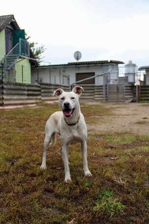 Alba, 1.5 éves ivartalanított szuka