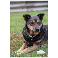 Levi, 4 éves ivartalanított kan