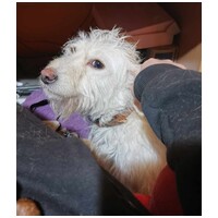 Aranyka, ivartalanított szuka kutyus #7