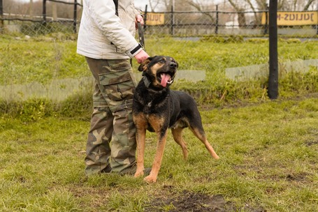 Szultán, négy éves, kan