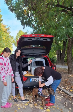 Ariell, 12 éves, 47 cm magas, lány kutya