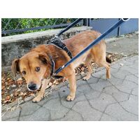 Misi, ivartalanított kan #10