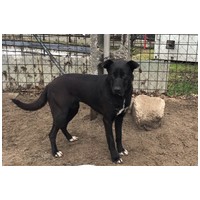 Cleo, 1 éves, 52 cm magas, szuka #5