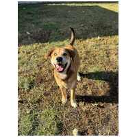 Showzsák, 6 hónapos keverék fiúcska #6