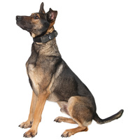 Kajla, 4 éves, 65 cm magas, kan #2