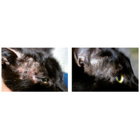 Dermoscent Cicafolia sebkezelő gél kutyáknak és macskáknak #10