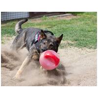 Lady, ivartalanított szuka #26