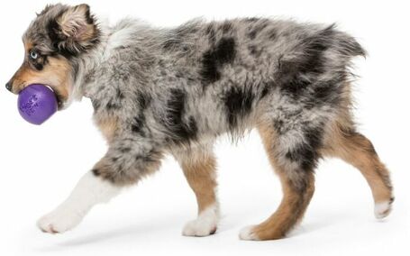 West Paw Rando - Üreges, össze-vissza pattogó labda