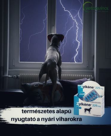 Zylkéne nyugtató kapszula közepes és nagytestű kutyáknak
