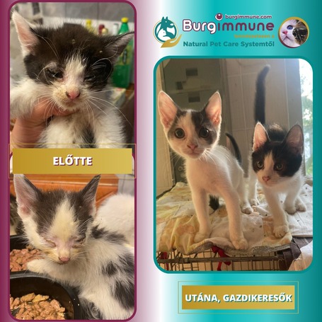 Burgimmune immunerősítő por