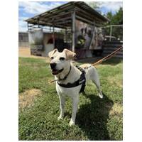 Amy, ivartalanított szuka kutyus #11