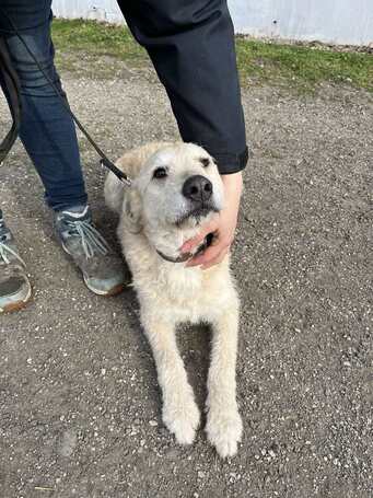 Sziszike, 8 éves, ivartalanított szuka kutyus