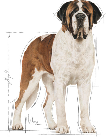 Royal Canin Giant Adult - óriás testű felnőtt kutya száraz táp