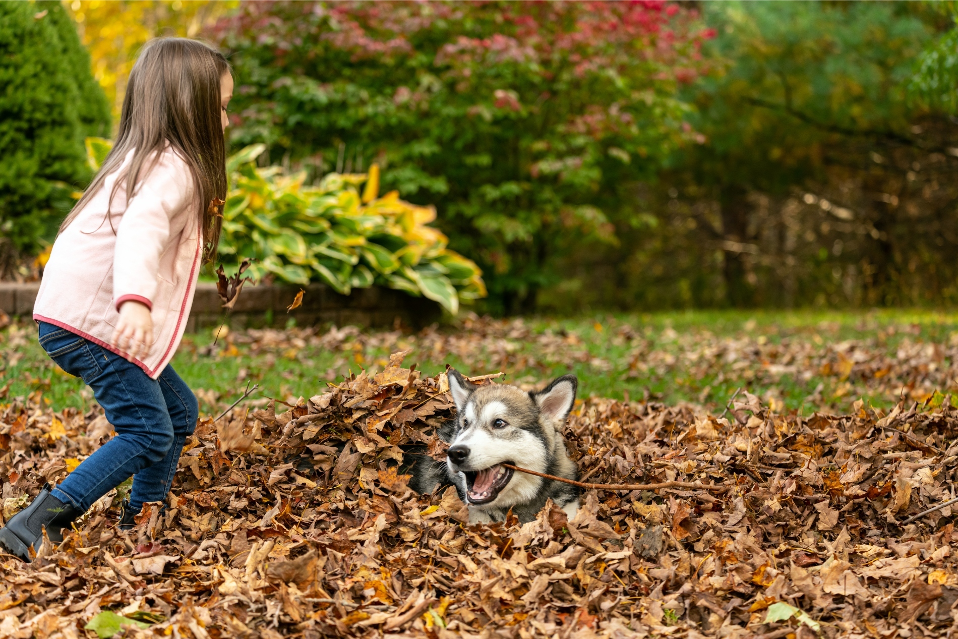 Kislány játszik alaszkai malamut kutyával
