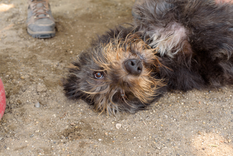 Kócos, 1 éves, kan