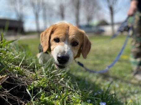 Carlos, 11 éves, kan