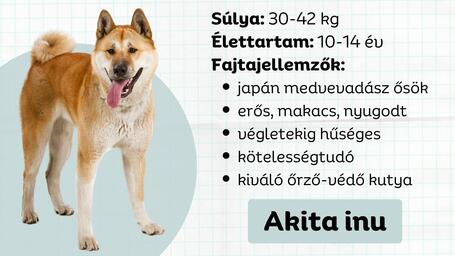 Akita inu - Az utolsó szamuráj